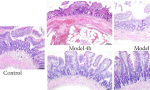 Imagem de coloração de hematoxilina e eosina de tecidos de intestino de rato (ampliação = 200×).