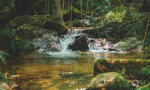 Fotografia de córrego em floresta tropical