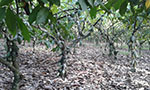 Árvores de cacau com troncos médios, folhas verdes ovais e largas, frutos verdes pendurados pelo tronco. As árvores estão levemente distantes umas das outras, e o solo está coberto por folhas marrons.