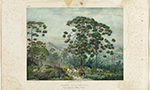 Pintura da natureza. Araucárias, céu esverdeado, arbustos. No fundo pequenos morros cortando o horizonte. Um caminho de terra batida no centro, ao lado esquerdo uma rocha. No caminho dois ou três animais que podem ser cavalos ou jegues e duas pessoas montadas em um deles. Parece ter uma pessoa atrás acompanhando. Borda amarelada e larga dos lados e na base.