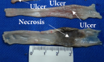 acb_curcuma_thumb (1)
