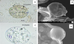 igura: Microscopia óptica (A e C) e microscopia eletrônica de varredura (B e D) da micropartícula de pectina revestida. A e B, micropartículas revestidas com sangue bovino. C e D, micropartículas revestidas com clara de ovo.