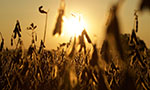 Foto horizontal retangular. Plantação um pouco desfocada. Galhos finos e altos, folhas que se parecem com vagens penduradas nos galhos. As plantas parecem secas, mas pode ser por causa iluminação. No fundo, sol forte e difuso. Toda a imagem é bem amarelada e com sombras fortes.