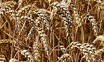 Foto: galhos de trigo.