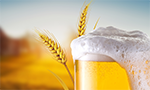 Composição: copo grande de cerveja com espuma escorrendo e um galho de trigo atrás. No fundo, cores em degradê: azul, branco e amarelo.
