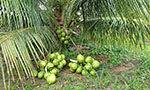 Foto bem iluminada de um coqueiro com pelo menos 10 cocos na árvore e folhas bem largas. No chão, grama, terra e dois amontoados de cocos (aproximadamente uns 30 cocos).