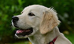 Foto de um golden retriever. Ele está olhando para a esquerda com a boca aberta. No fundo, arbustos e grama desfocados.