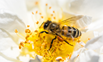 Foto de abelha dentro de uma flor branca. Ela está pousada bem no centro da flor, na parte amarela onde fica o pólen.