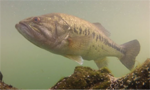 Peixe black-bass nadando.