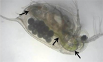 Indivíduo adulto de Daphnia similis.