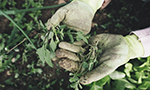 Fotografia de um par de mãos enluvadas segurando ervas ou plantas recém-colhidas, com mais vegetação visível ao fundo.
