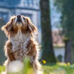 Fotografia de um cachorro sentado em um gramado e com a cabeça para cima