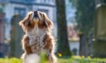 Fotografia de um cachorro sentado em um gramado e com a cabeça para cima
