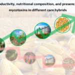Imagem gráfica sobre a produtividade, composições nutricionais e a presença de micotoxinas em diferentes híbridos do milho.