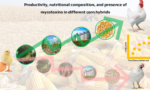 Imagem gráfica sobre a produtividade, composições nutricionais e a presença de micotoxinas em diferentes híbridos do milho.